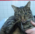 Nosem, EK cypers, kater, is aangereden en heeft een blaasverlamming. daarvoor krijgt hij acupunctuur.